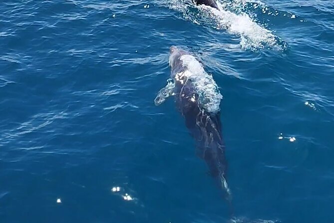 2 h Estepona Bay Tour - Where the Coast Comes Into Focus (Costa del Sol Views, Done Human-Scale)
