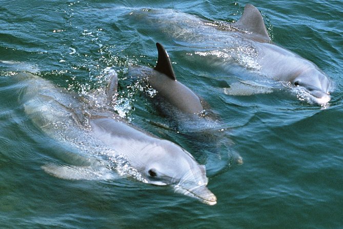 2-Hour Dolphin and Whale Watching in Gran Canaria - The Real Risk: Motion Sickness and Windy-Day Chops