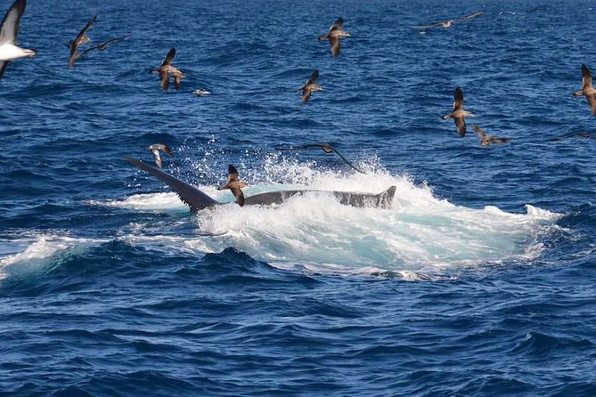 2-Hour Dolphin and Whale Watching in Gran Canaria - What You Might See: Dolphins, Whales, and Bonus Sea Life