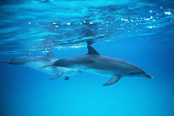 2-Hour Dolphin and Whale Watching in Gran Canaria - How the Guide Helps You Find Dolphins (and Sometimes Whales)