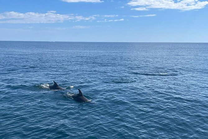 2-Hour Excursion in Search of Dolphins/ Includes Drink and Snacks - The boat experience: comfort, cleanliness, and a small crew vibe
