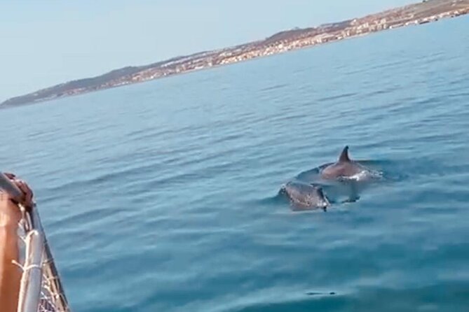 2-Hour Excursion in Search of Dolphins/ Includes Drink and Snacks - Price and value: is $42.34 a fair deal?