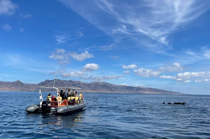 2h Dolphin and Whale Viewing + Snorkeling Tour - Key things that make this tour work