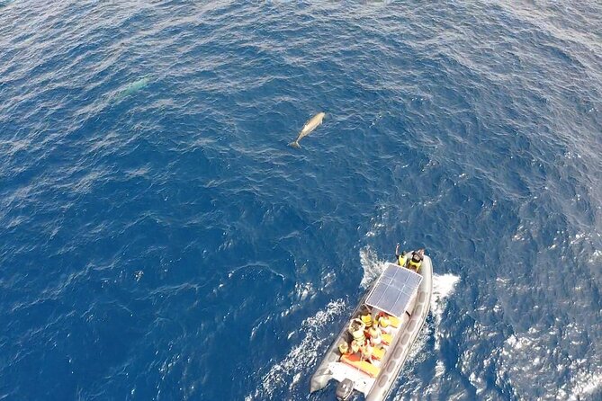 2h Dolphin and Whale Viewing + Snorkeling Tour - The $62.88 value check: speed and search effort, not a wildlife promise
