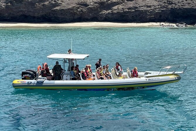 2h Dolphin and Whale Viewing + Snorkeling Tour - The 30-minute snorkeling stop: short swim, real seabed variety
