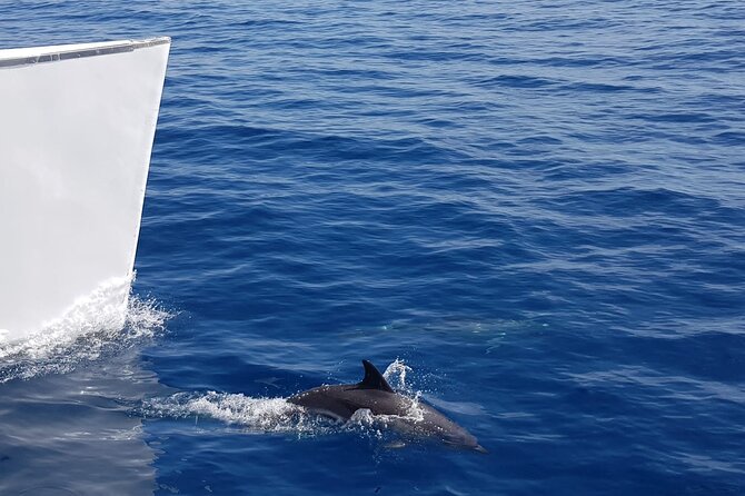 2hrs Dolphins Sunset Sailing Cruise With Drink - From Avenida del Varadero to the catamaran: getting on board smoothly