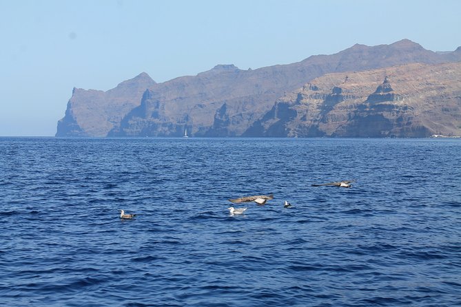 3h Boat Trip + Snorkeling in Puerto de Mogan - Weather, Seas, and What to Bring (So You Enjoy It More)