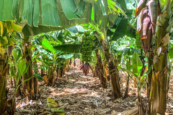 4 Hours Eco Safari Tour with Electric Car in Tenerife - Stop 4, Puerto de Santiago: Banana Plantation Time and How Export Farming Works