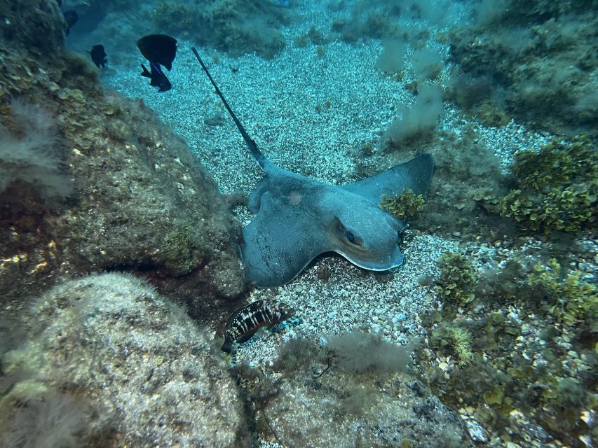 Abades: Guided Snorkeling Tour with Photos - Who should book this Abades snorkeling tour