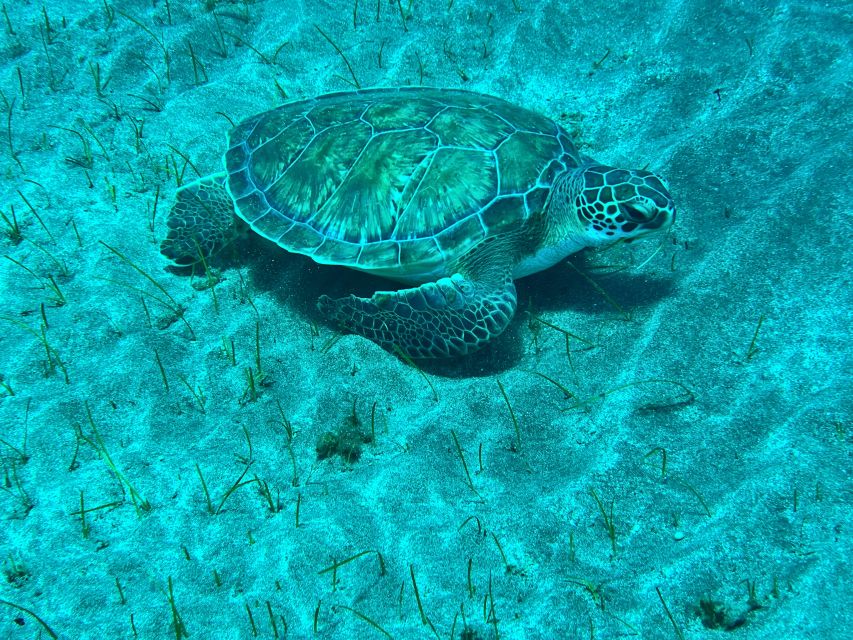 Abades: Guided Snorkeling Tour with Photos - Why Abades snorkeling feels like a smart Tenerife activity
