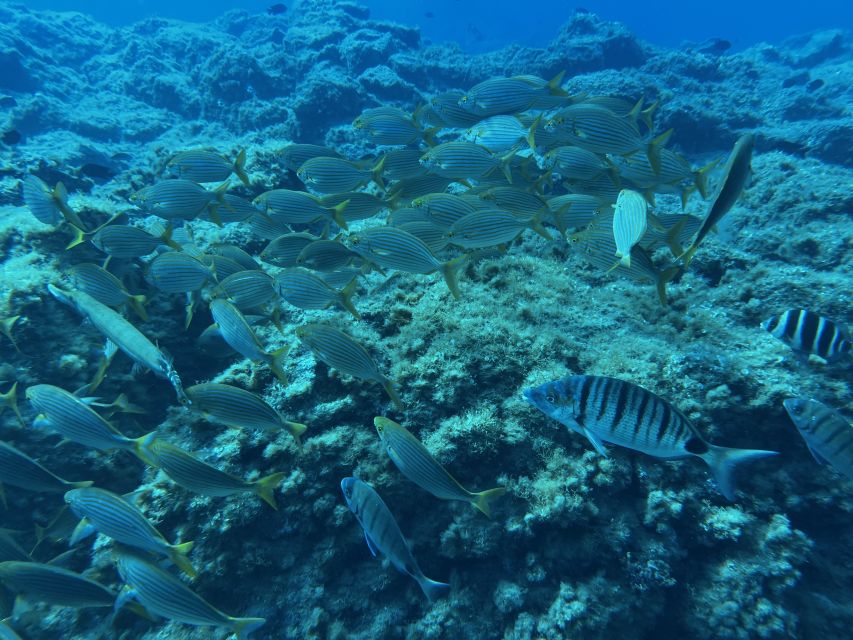 Abades: Guided Snorkeling Tour with Photos - Group size, nerves, and why the guide matters