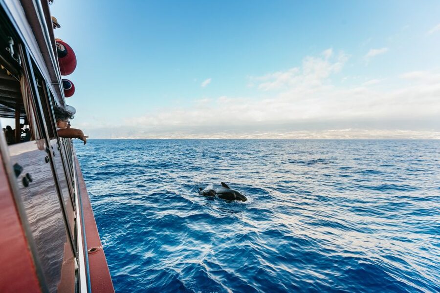 Adeje: Whale and Dolphin Watching Cruise with Lunch and Swim - Key things to know before you book