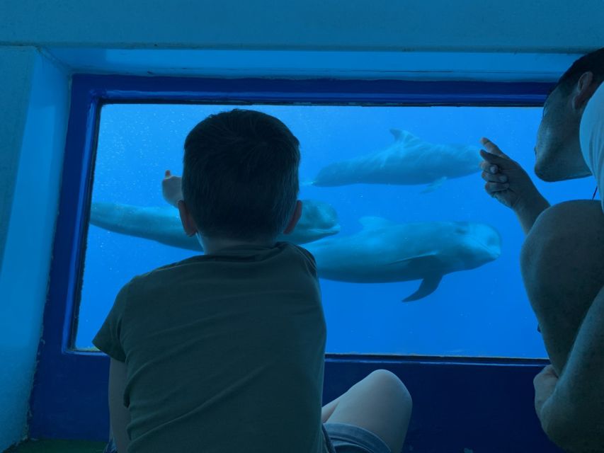 Adeje: Whale and Dolphin Watching Cruise with Lunch and Swim - Boarding the Royal Delfín catamaran and getting oriented fast