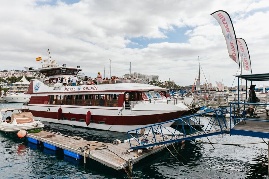 Adeje: Whale and Dolphin Watching Cruise with Lunch and Swim - How pilot whales and dolphins are spotted, and why the boat does not rush them