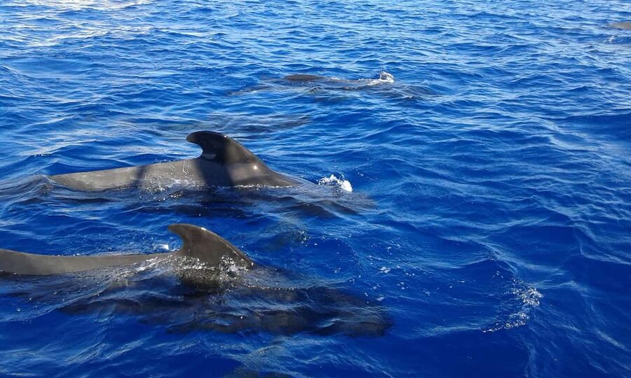 Adeje: Whale Watching Tour to Los Gigantes with lunch & swim - Entering the Los Gigantes Zone From Puerto Colón