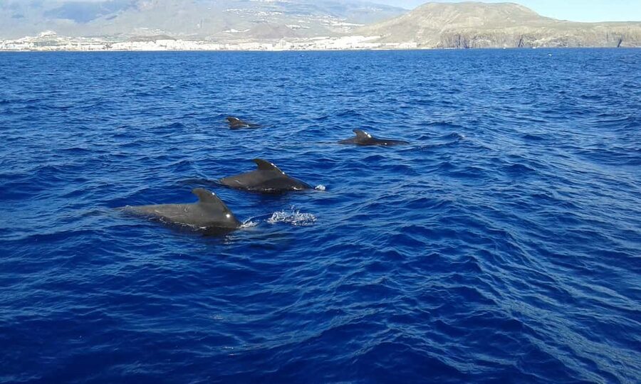 Adeje: Whale Watching Tour to Los Gigantes with lunch & swim - Whale Watching Time: Your 30-Minute Shot at Pilot Whales