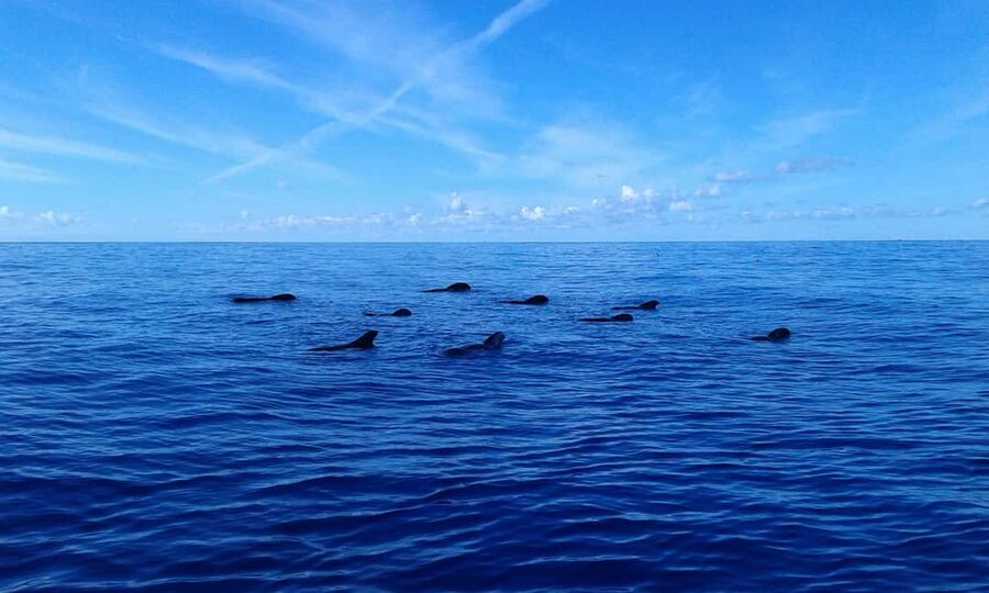 Adeje: Whale Watching Tour to Los Gigantes with lunch & swim - The On-Board Vibe: Crew Energy, Music, and a Friendly Multilingual Guide