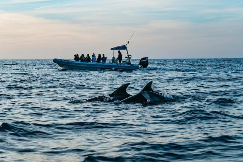 Alcudia or Can Picafort: Dolphin-Watching Cruise - The 3-hour cruise format, what you actually do on the water