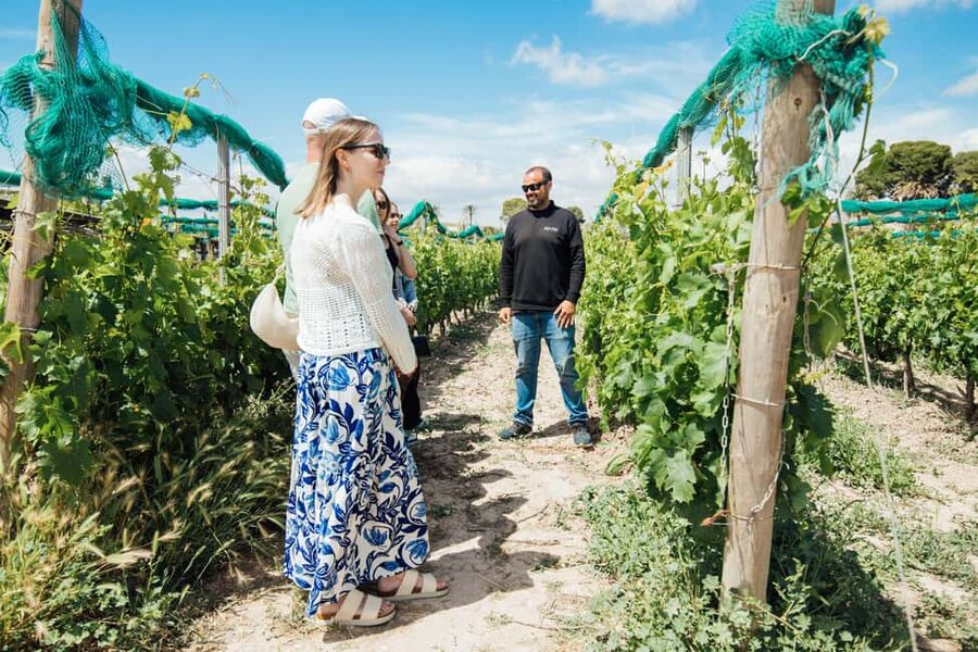 Alicante: Countryside Wine Tour with 4 Tastings - Vineyard walk near Alicante: what you should watch for