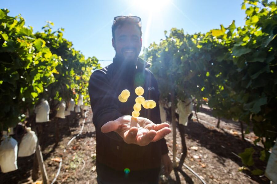 Alicante: Countryside Wine Tour with 4 Tastings - Photo stop and shopping time: use it smart, not impulsively