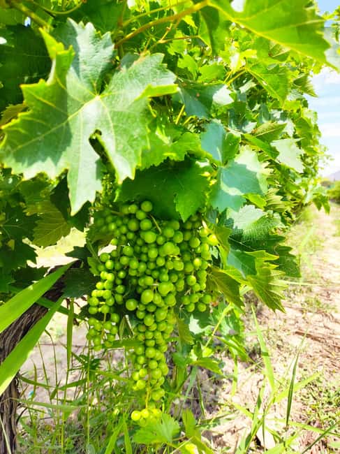 Alicante: Countryside Wine Tour with 4 Tastings - Price and value: does $68 feel fair for what you get?