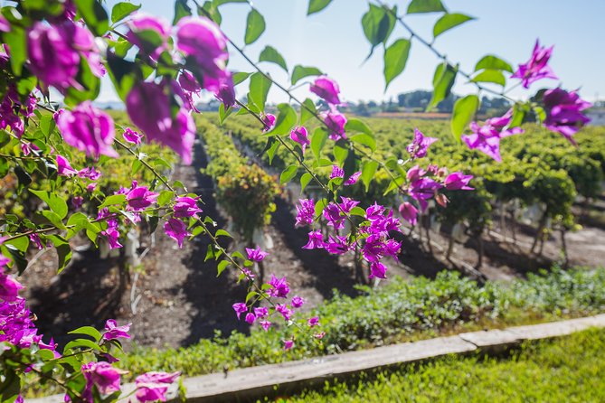 Alicante: Small-Group Countryside Wine Tour with 4 Tastings - The wine tastings: how the tasting flight works (and what to expect)