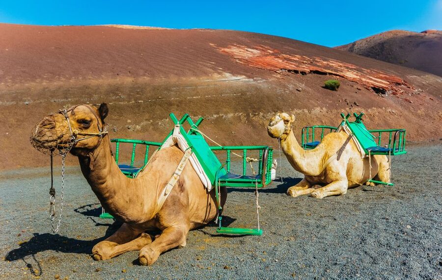 Arrecife: Timanfaya and Green Lagoon for Cruise Passengers - Guide and Driver Quality: The Real Difference Maker
