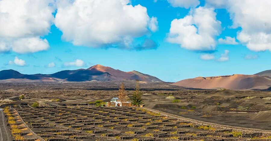 Arrecife: Timanfaya and Green Lagoon for Cruise Passengers - La Geria Vineyards: Where Volcanic Ash Becomes Wine