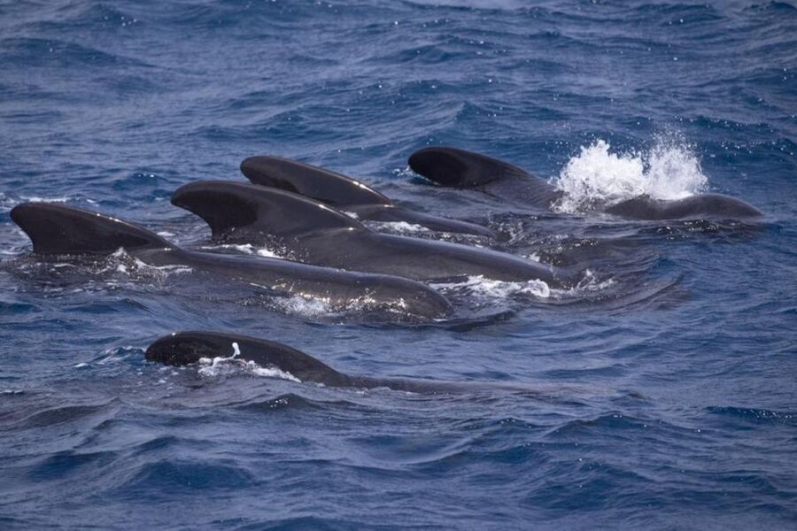 Barbate: Dolphin and Whale Watching in Cape Trafalgar - How the 3-hour ride really works (and why timing matters)