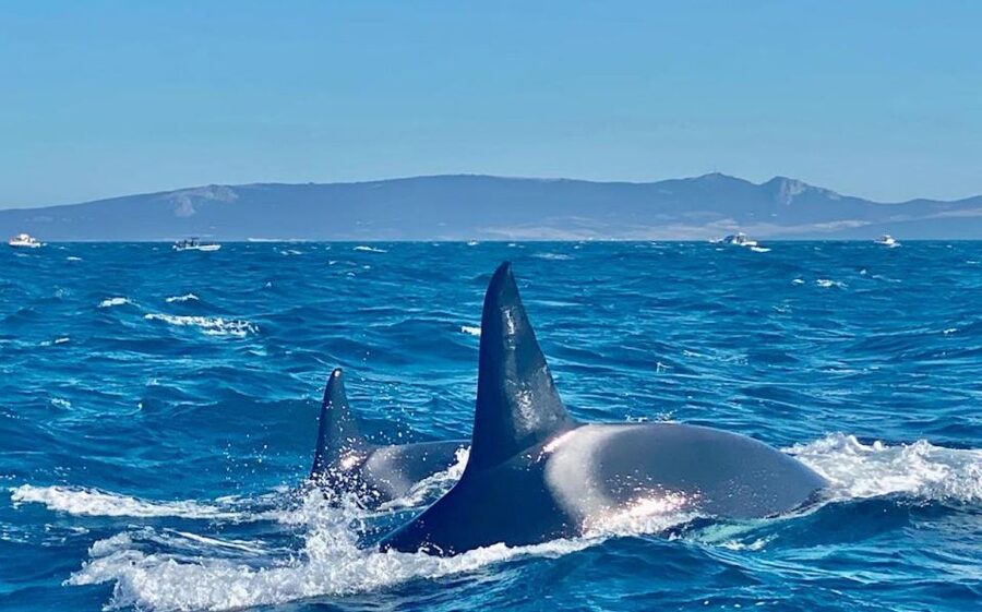 Barbate: Dolphin and Whale Watching in Cape Trafalgar - Stop time at the marina: quick boarding at Marine Atlantes