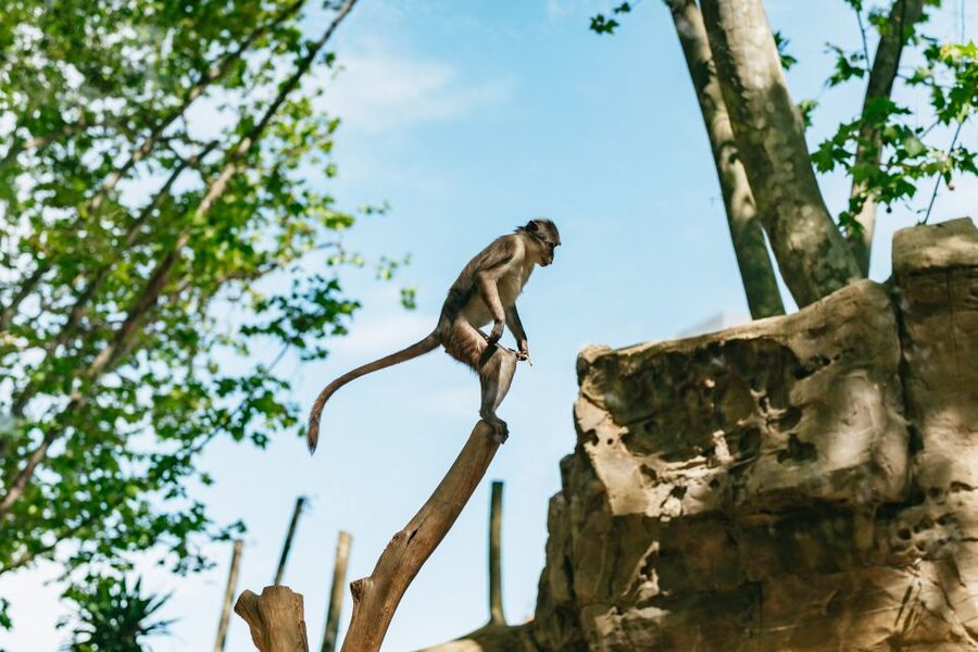 Barcelona: 1-Day Ticket to Barcelona Zoo - Why Barcelona Zoo works as a full day in Ciutadella Park