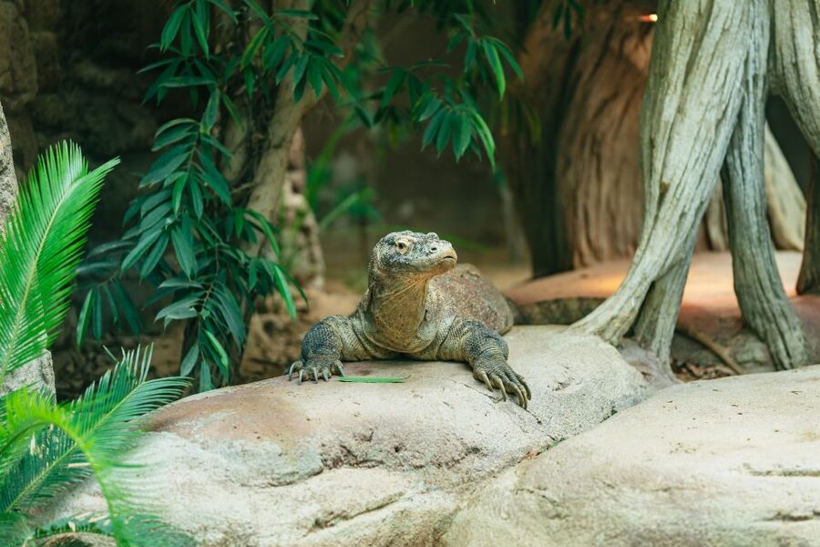 Barcelona: 1-Day Ticket to Barcelona Zoo - Animal highlights that are genuinely worth hunting down