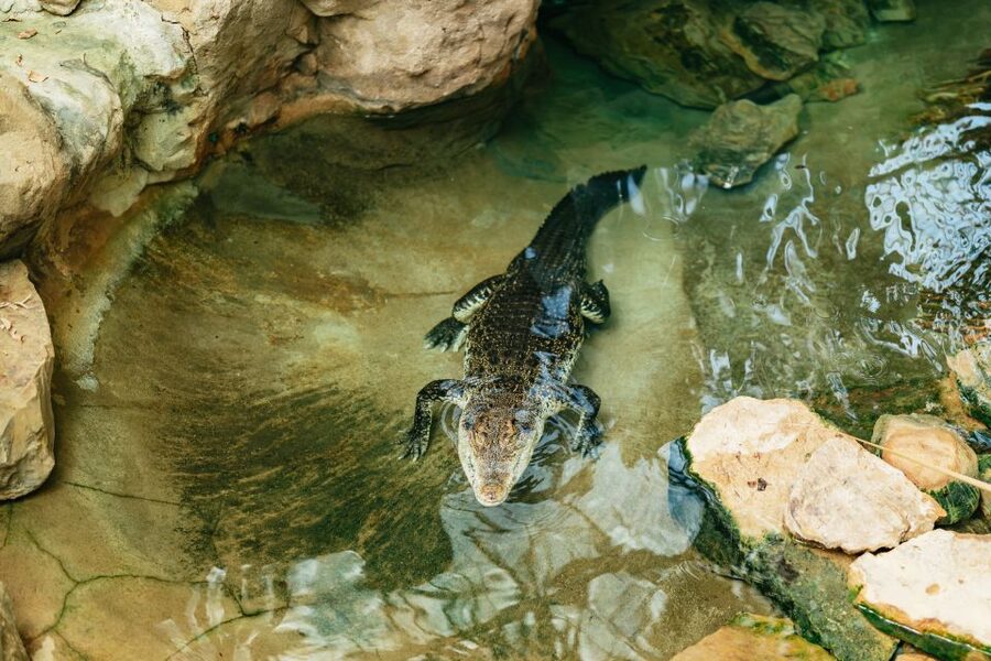 Barcelona: 1-Day Ticket to Barcelona Zoo - Family extras beyond the animals