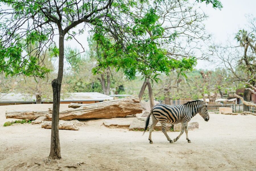 Barcelona: 1-Day Ticket to Barcelona Zoo - Timing the day: opening hours and when to go