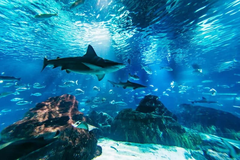 Barcelona Aquarium: Entry Ticket - Where the Aquarium Sits, and Why That Matters for Your Day