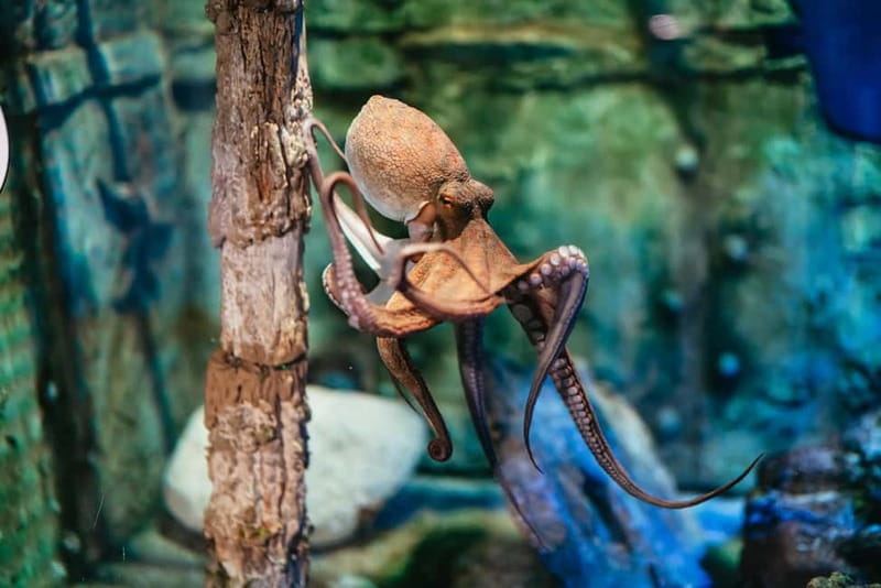 Barcelona Aquarium: Entry Ticket - Ticket Value: What Your Price Includes and What Costs Extra