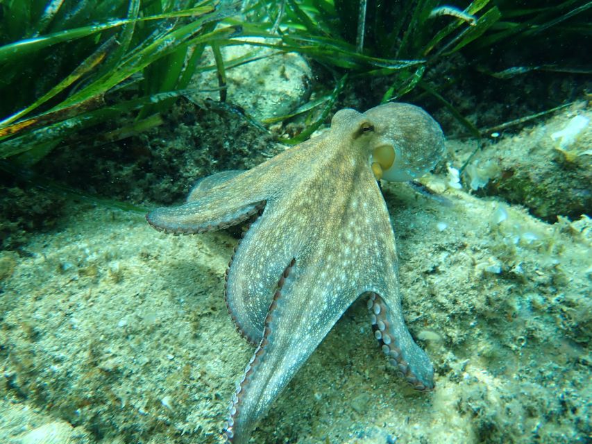 Barcelona: Costa Brava Kayak, Snorkel & Cliff Jump & Lunch - Value check: is $100 a fair deal for this kind of day?