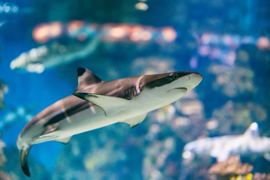 Barcelona: Hop-On Hop-Off Bus & Aquarium Tour - Should You Book This Tour?