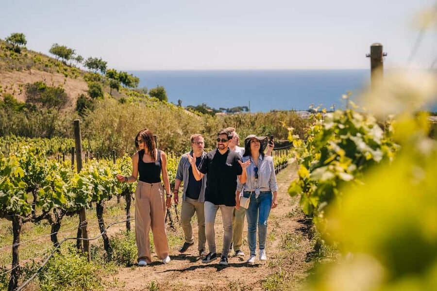 Barcelona: Sailing Cruise & Vineyard Tour with Wine Tasting - The Alella Transfer: A Short Ride That Gets You to Vineyards Fast