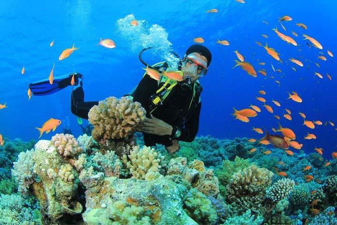 Beginners Scuba Diving Experience in Gran Canaria - A Calm Setup for Your First Reef Swim