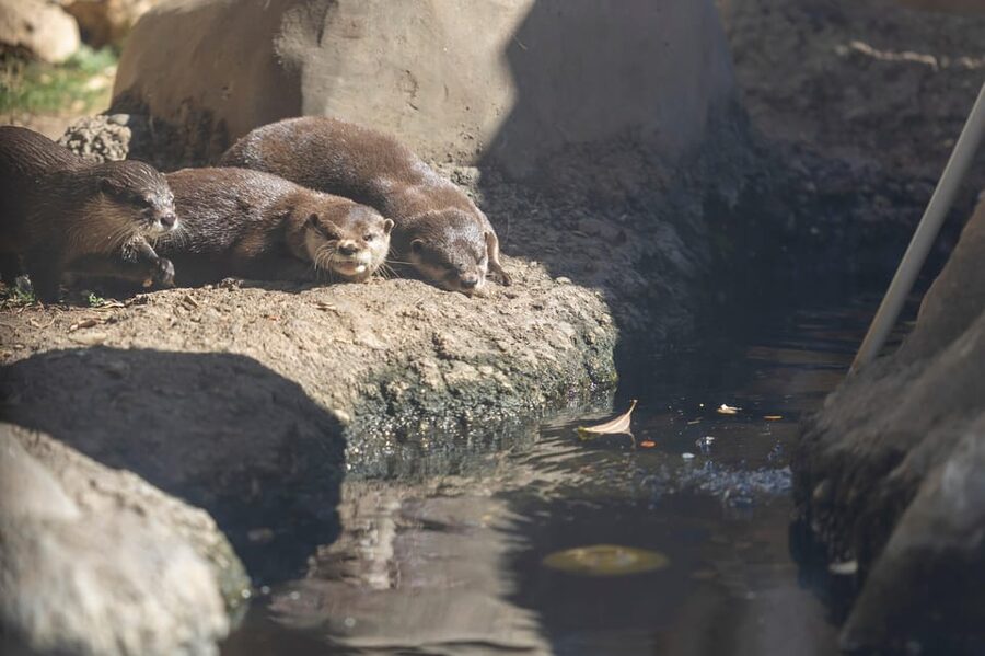Benalmadena Aquarium Visit - Cafeteria, Shops, and Ongoing Facility Improvements
