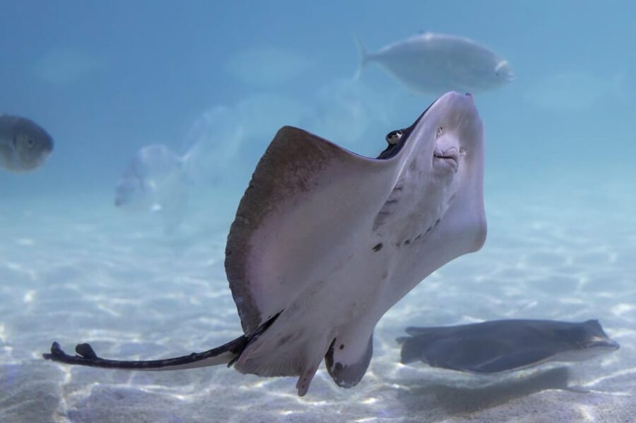 Benalmadena Aquarium Visit - Price and Value: Is $25 Worth It?
