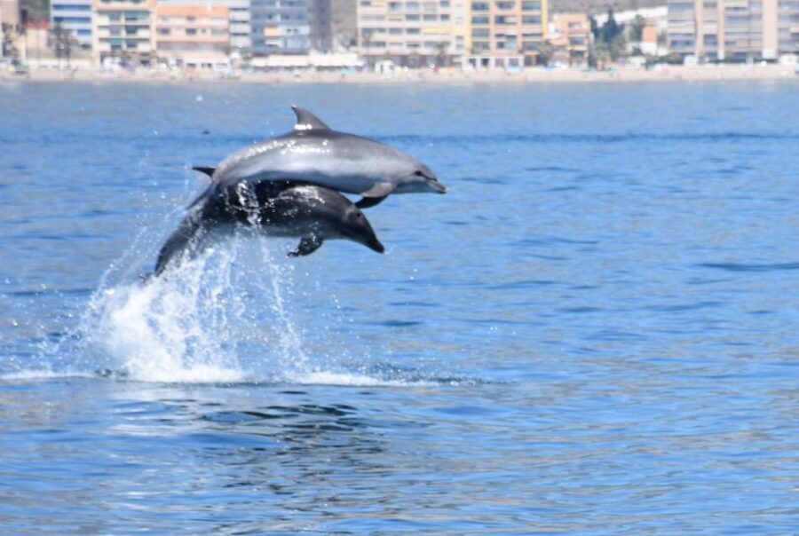 Benalmadena: Dolphin Watching Boat Tour - Key things that make this dolphin tour worth your time