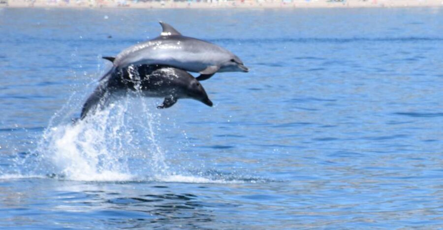 Benalmadena: Dolphin Watching Boat Tour - Blue Flag dolphin viewing: why your experience is more respectful