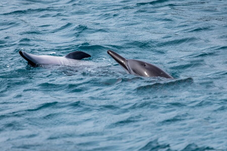 Benalmadena: Dolphin Watching Boat Tour - The dolphin hunt at sea: how the route changes and what it feels like