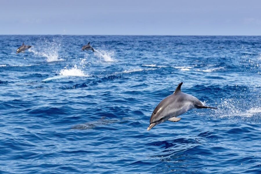 Benalmadena: Dolphin Watching Boat Tour - Open-water swim in summer: the bonus that’s worth packing for