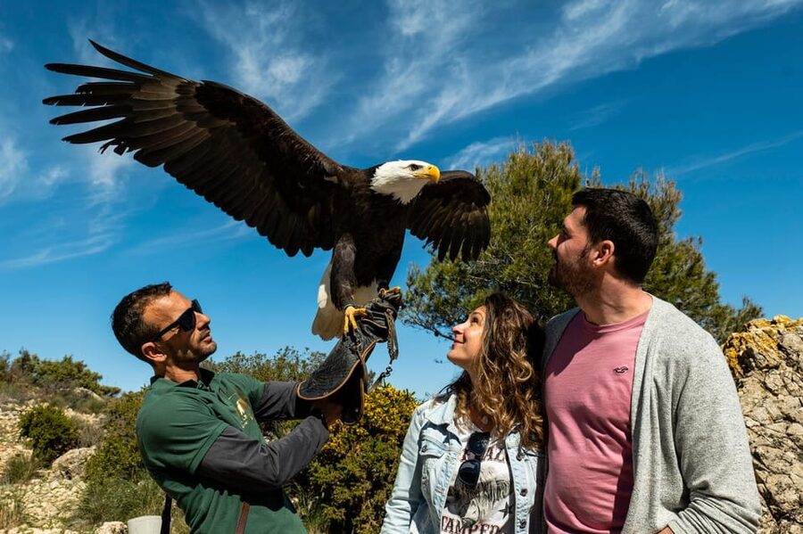 Benalmádena: Mount Calamorro Cable Car Ticket - What You’ll See: Mediterranean Flora and Wildlife Clues