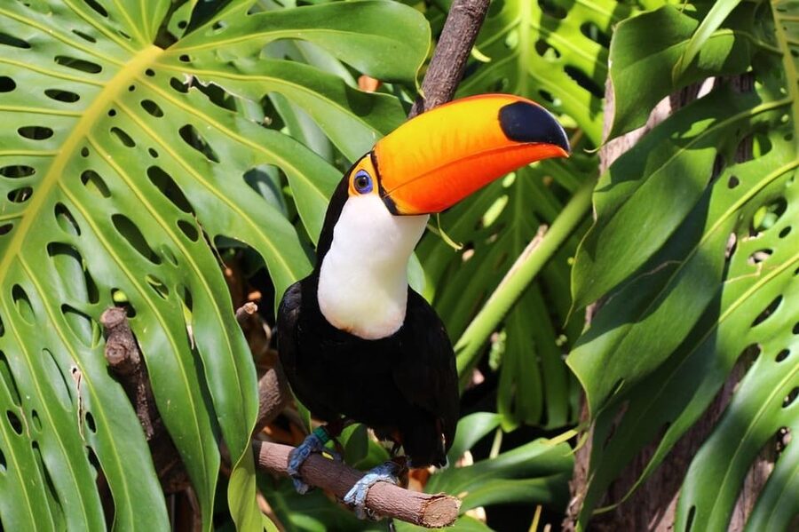 Benalmadena: Selwo Marina Admission Ticket - The Show Schedule Highlights, Dolphins, Penguins, and Exotic Birds