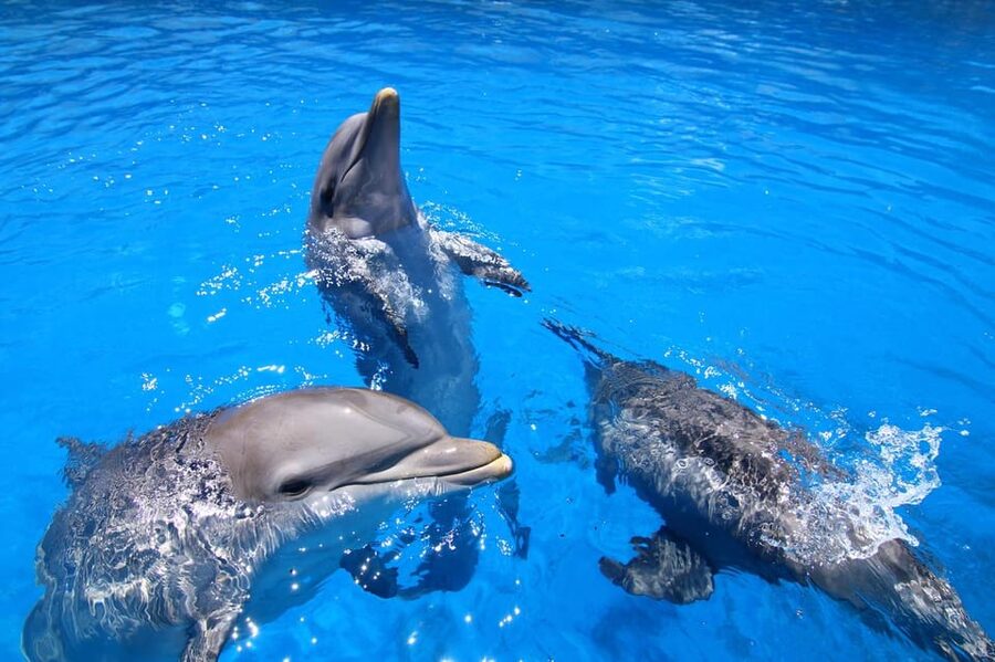 Benalmadena: Selwo Marina Admission Ticket - Educational Talks That Actually Add Meaning