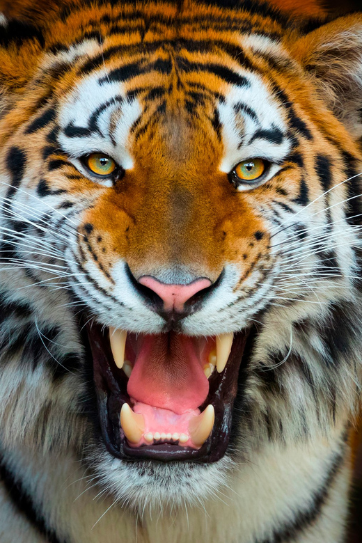 Benidorm: Terra Natura and Aqua Natura Combo Day Ticket - Benidorm Combo Ticket: Zoo Meets Water Slides